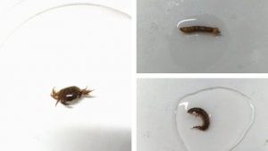 sampel makroinvertebrata