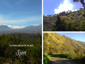 potensi hutan ijen