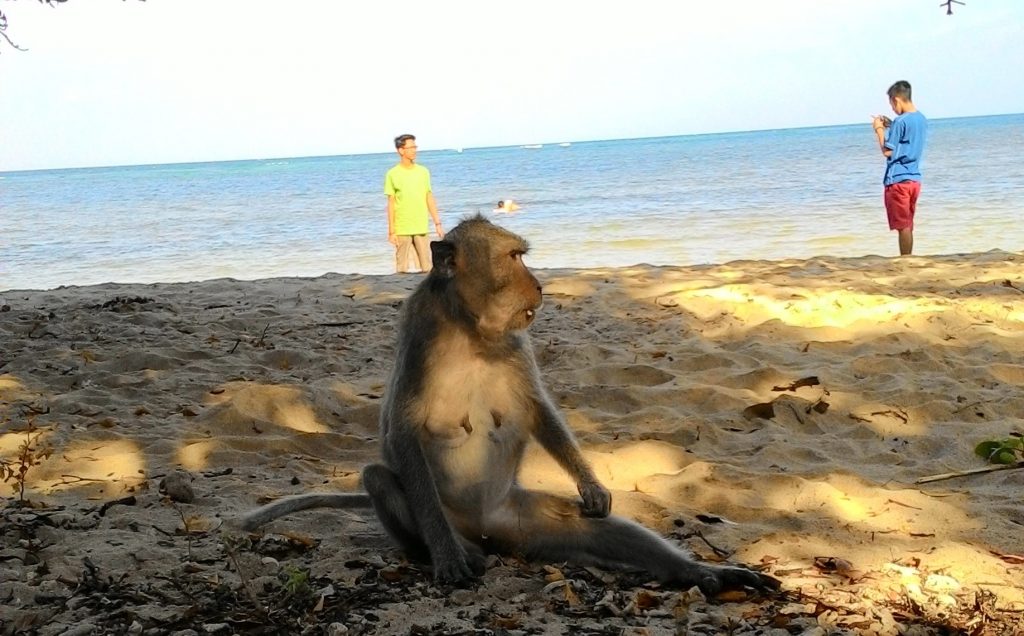 Monyet di pantai Bama Baluran